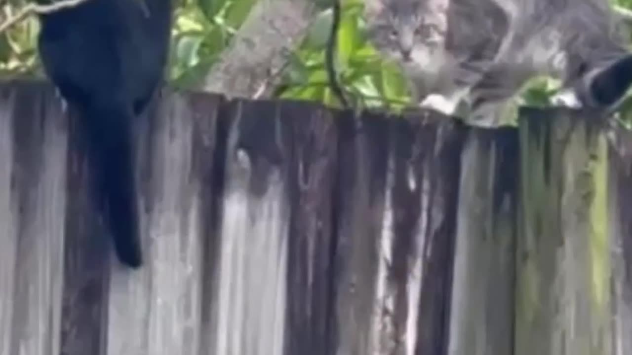 The Most Intense Cat Fight Caught on Camera! πΎπ¬