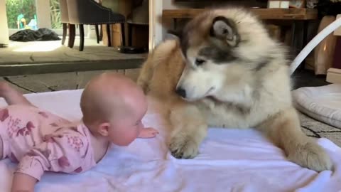 Giant dog wants to play with baby!