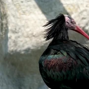 Bald Ibis Wild Animal Life | Hi Def + Relaxing Music