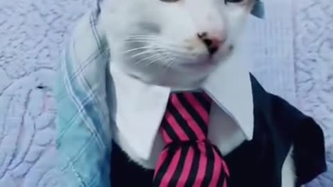 cute cat funny video