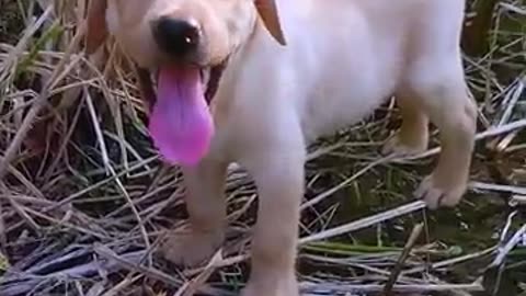 Cutest_labrador_Puppy_😘❤️