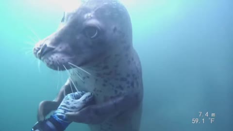 Friendly Harbor Seal 2