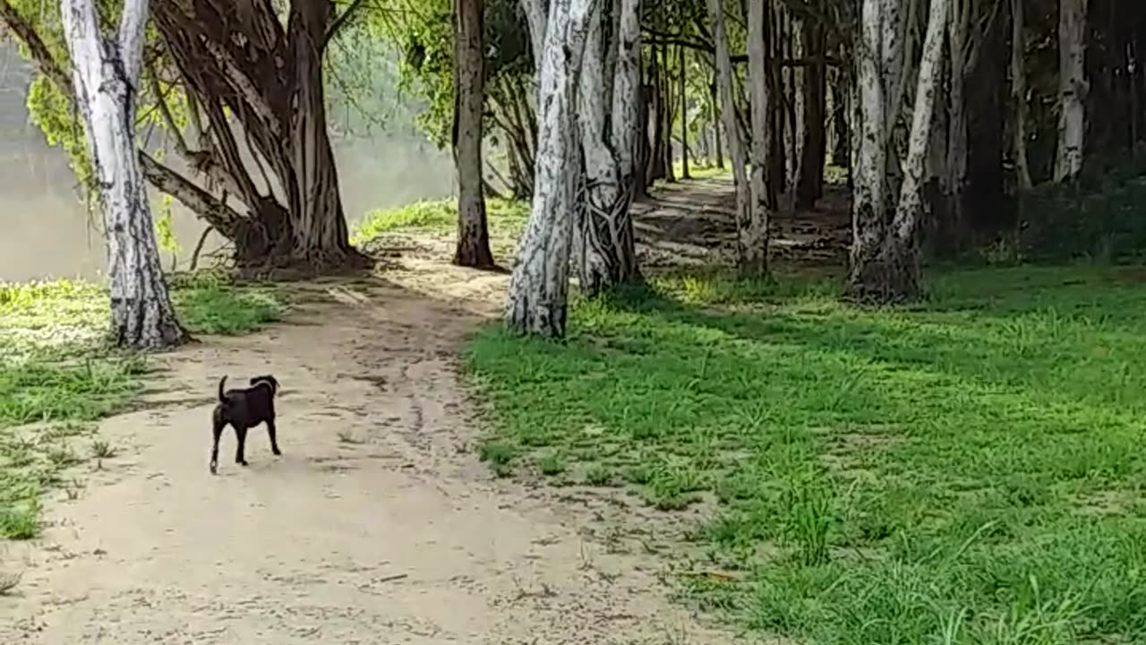 6.12.2024 Barron River Esplanade, Kuranda (2)