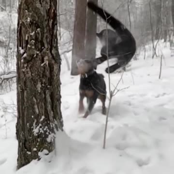 Leopard Panther "Ninja's attacks" Rottweiler