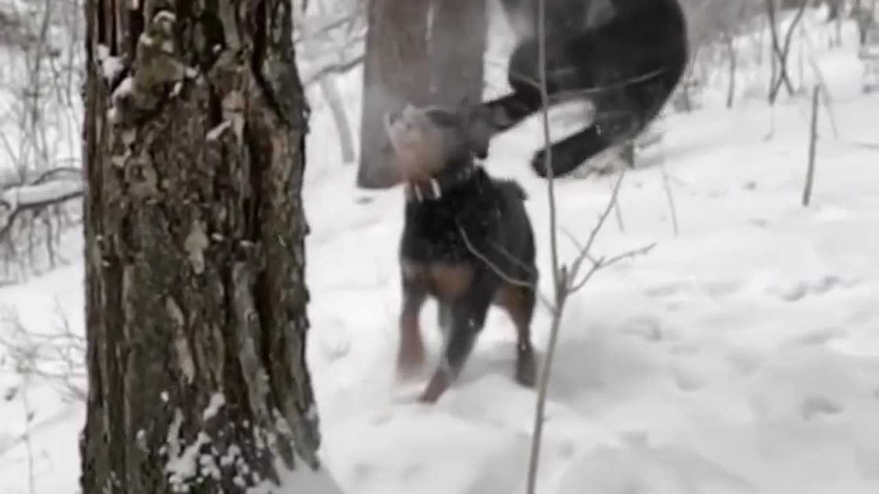 Leopard Panther "Ninja's attacks" Rottweiler