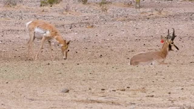 Cabeza Prieta NWR_ Saving the Sonoran Pronghorn_4