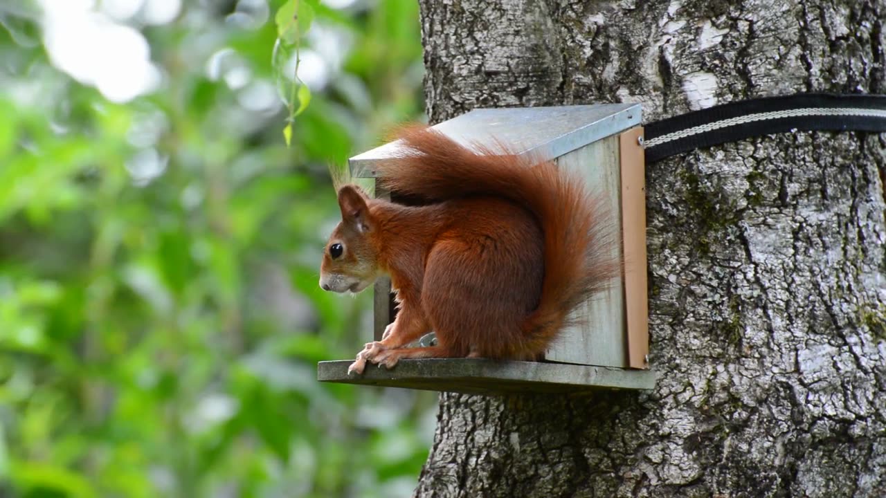 Jungle's Nutty Secret: Squirrel's Savory Feast 🌿