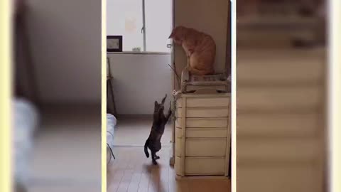 Funny cat