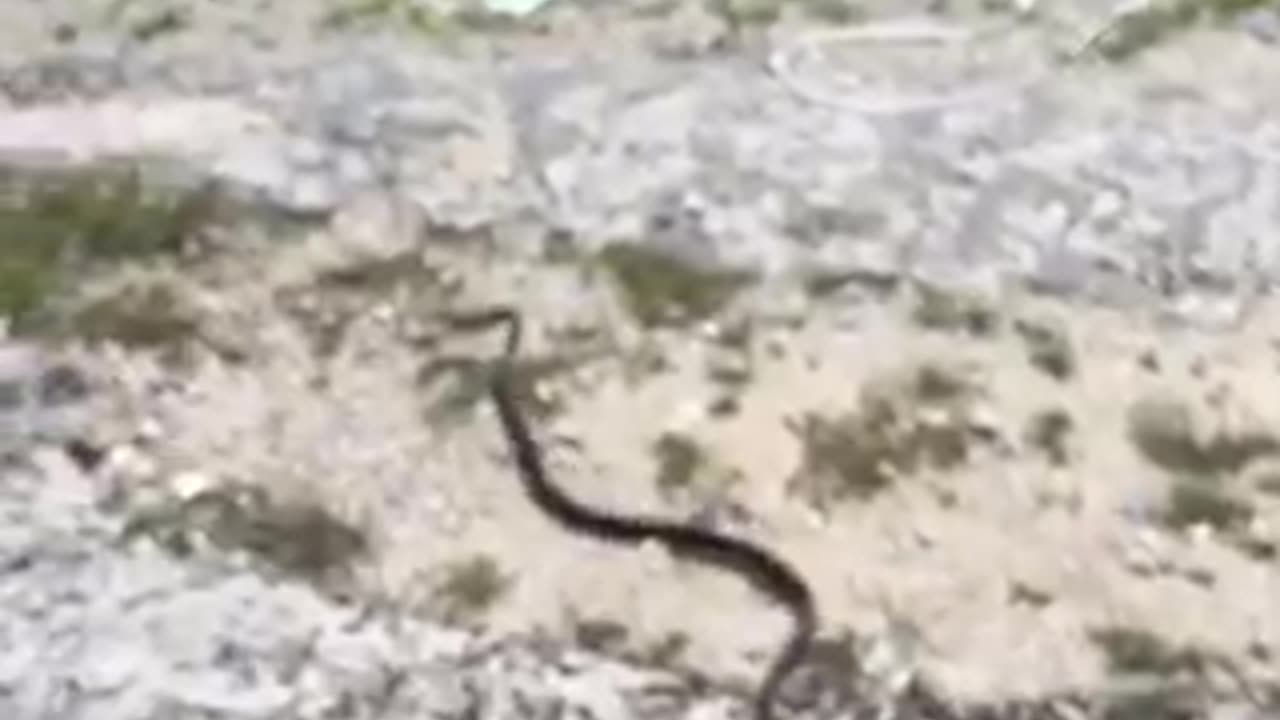 A very well behaved Everglades Racer from this morning #snake #reptile #ani ... more