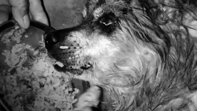 The owner feeds the exhausted seventeen-year-old dog with rice, which is also its last meal