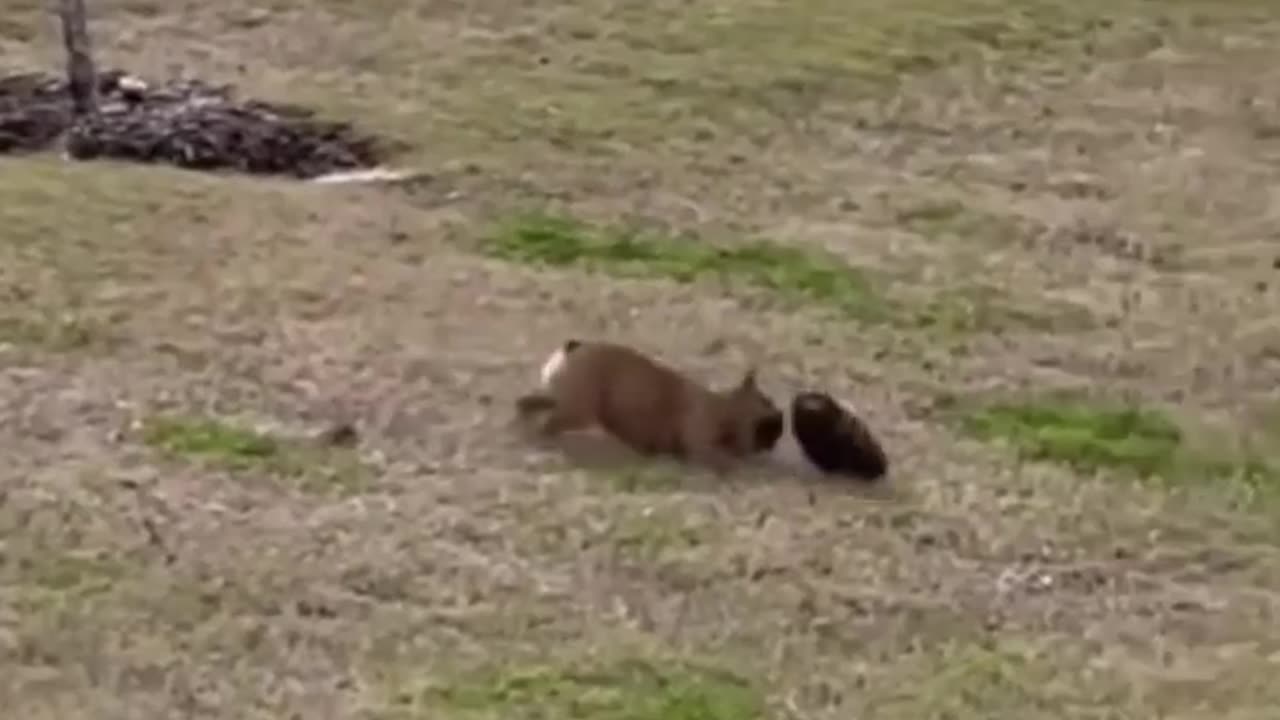 Dog And tortoise