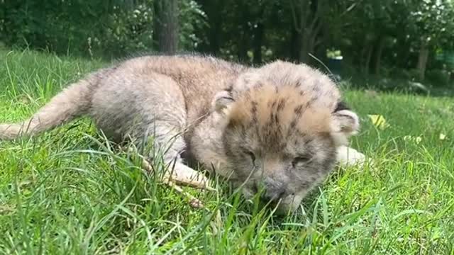 Cutie went online with # AnimalsZero distance