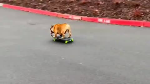 Funny Dog🐕 fun skate drawing