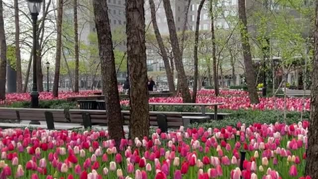 A gloomy spring walk