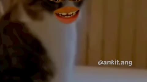 Animal video