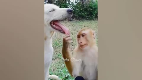 1hour trending funny dogs and cats videos funniest cats and dogs