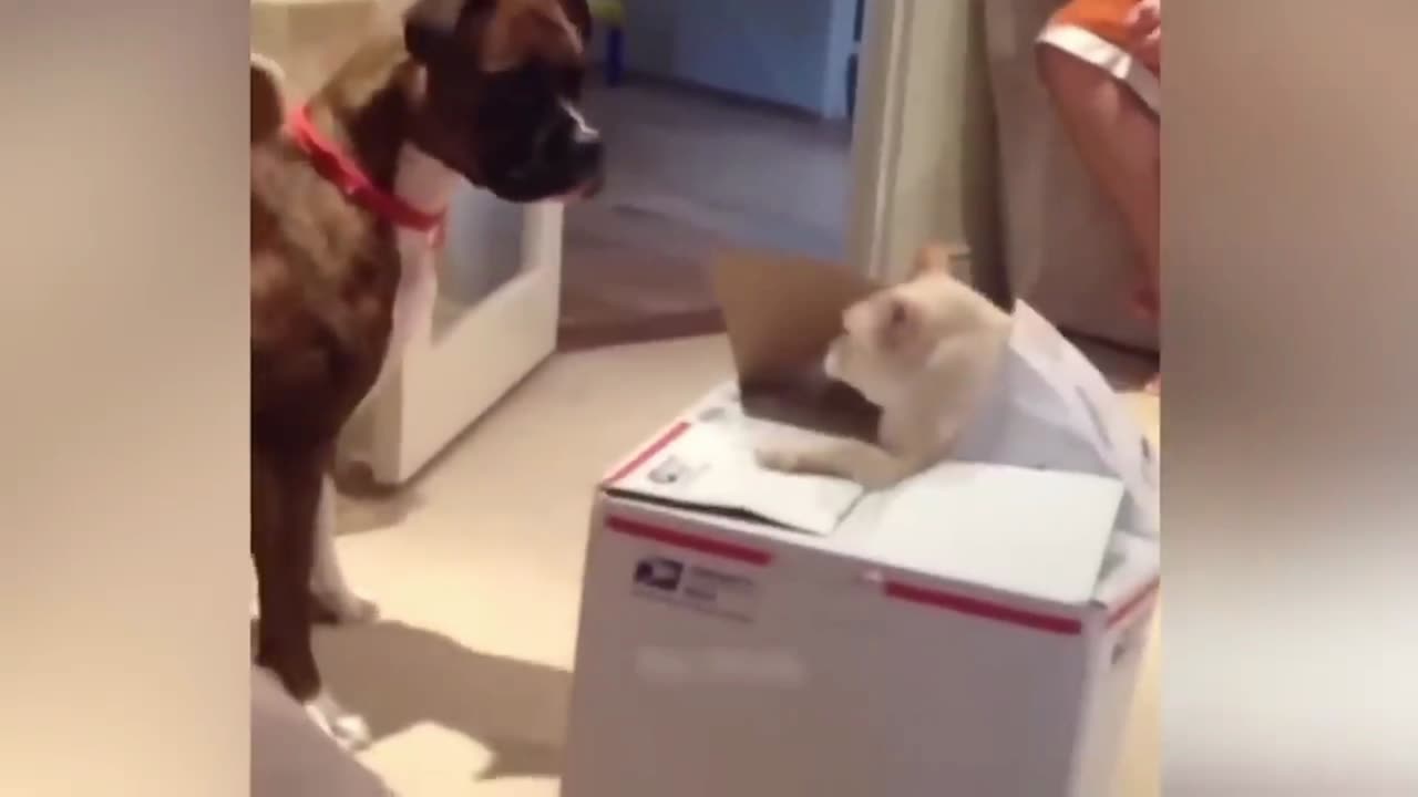 Cat and dog in funny moment