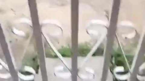 Fight Dog