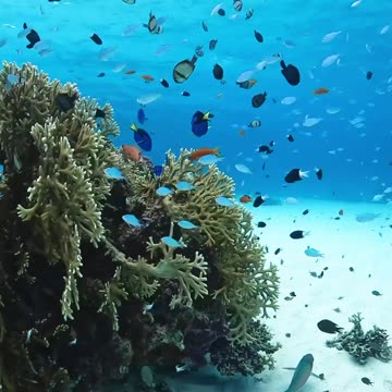 "Unveiling the Hidden Treasures: Exploring the Enchanting Gems of the Sea"