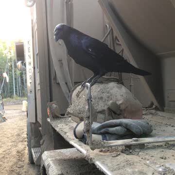 Genius raven flawlessly conquers 'egg in the cup' trick