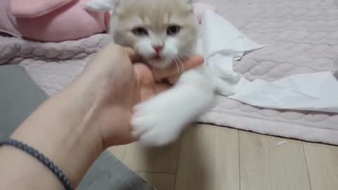 A Person Caressing Her Cat on a Bed