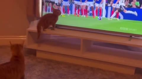 This cate is born to be a goal keeper