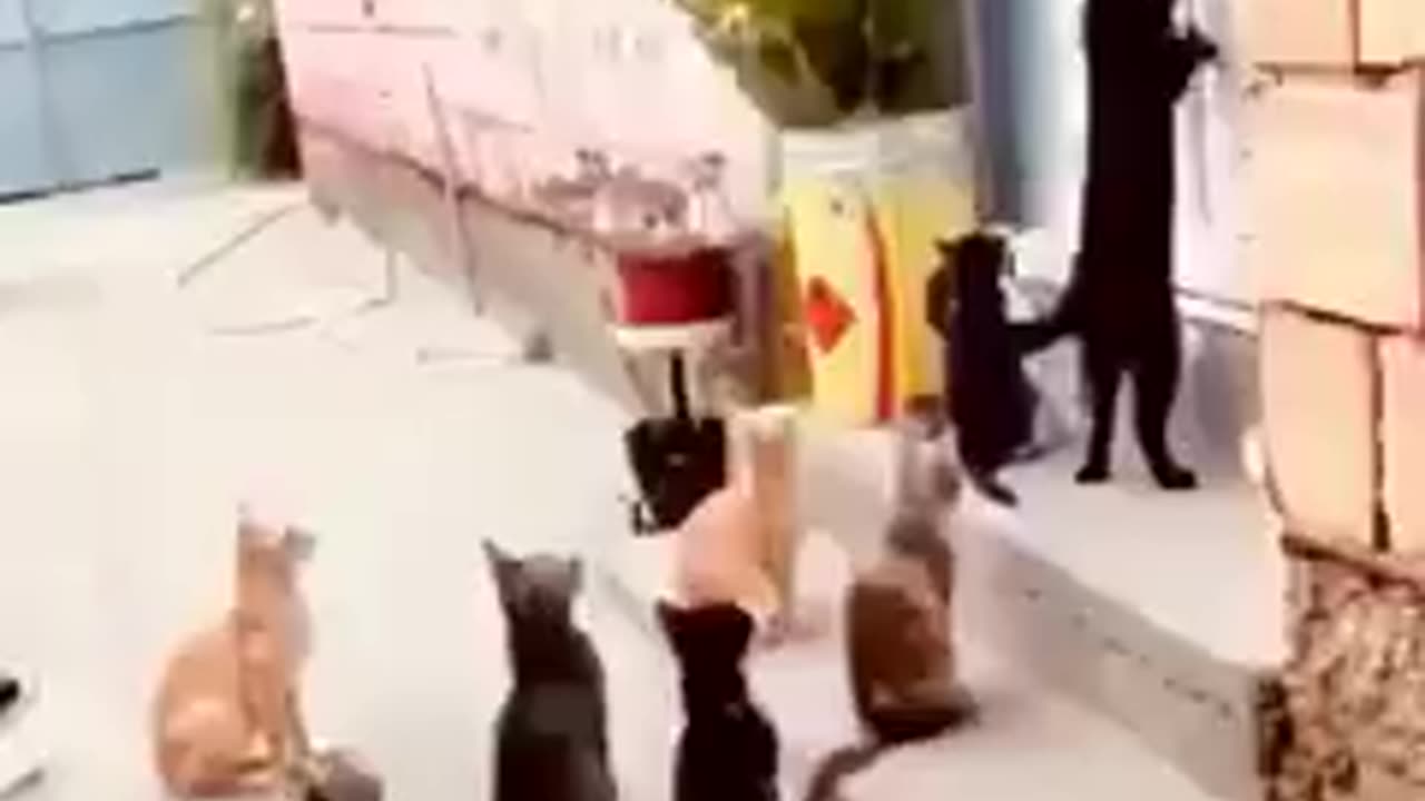 Funny cat video