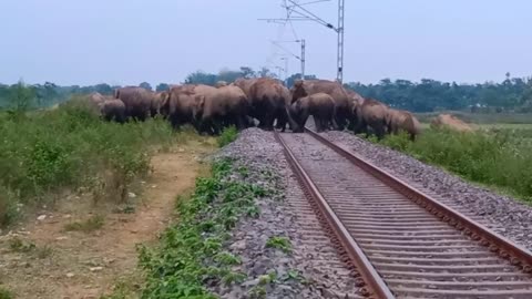 Elephant video, elephant railway track crossing