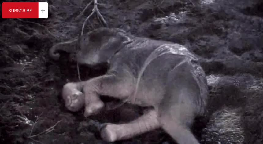 Baby Elephant born at Chester Zoo in UK Britain