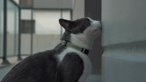 "Beautiful Cat Enjoying Life | Relaxing & Adorable Moments"