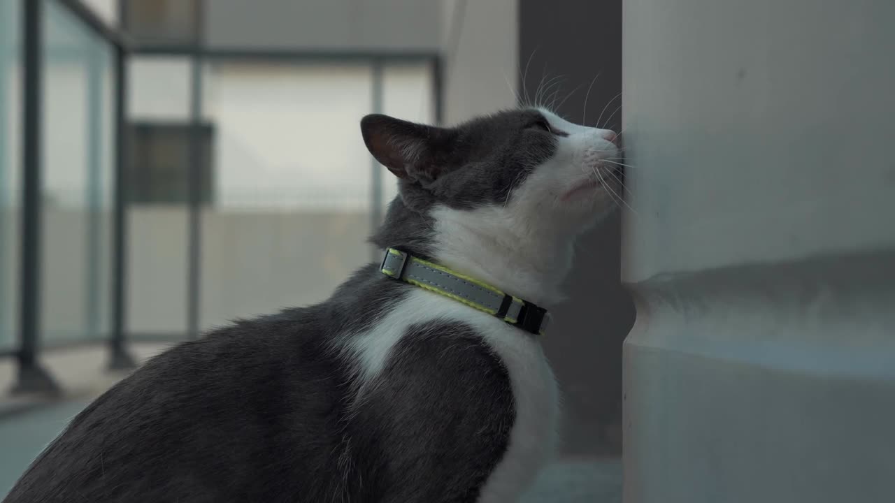 "Beautiful Cat Enjoying Life | Relaxing & Adorable Moments"