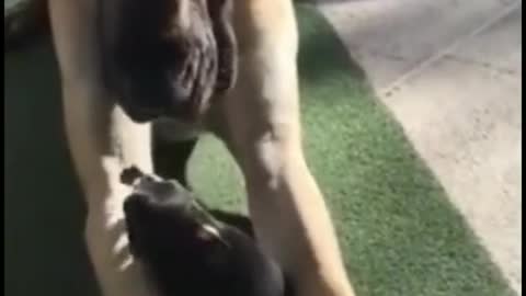 A dog's daily routine