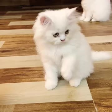 SUPER WHITE PERSIAN CAT