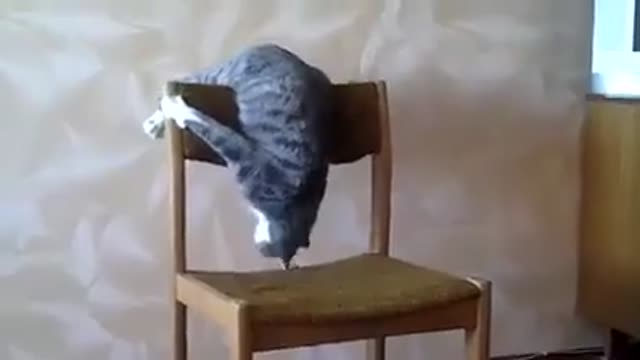 a cat having a fit of madness😱