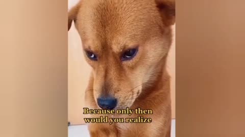 Cute dogs reaction to traning Reasalt