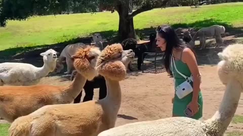 Funny Animals