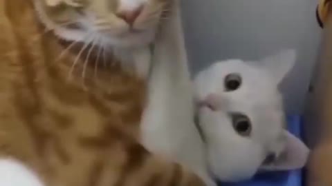 very cute funny cats