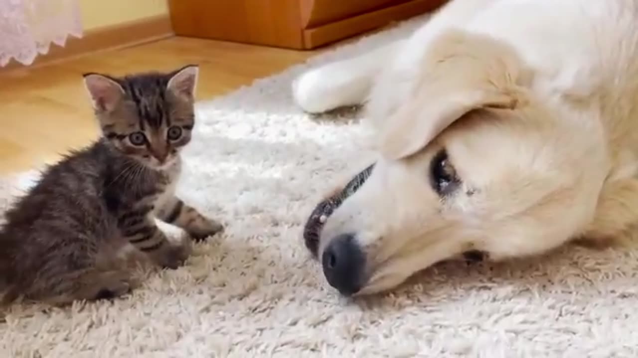 Dog And Cat are playing