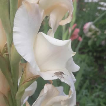 Beetle and gladiolus