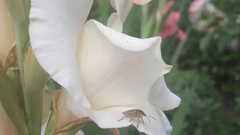 Beetle and gladiolus