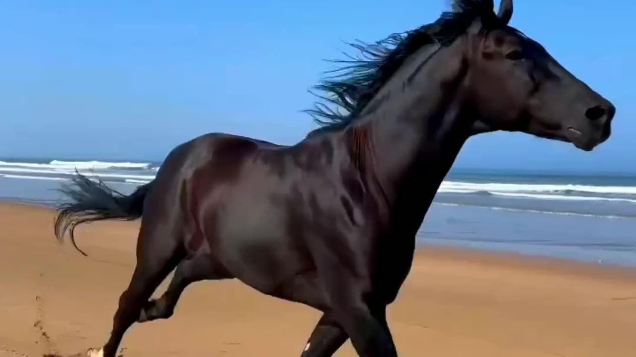 Black horse dard horse beautiful