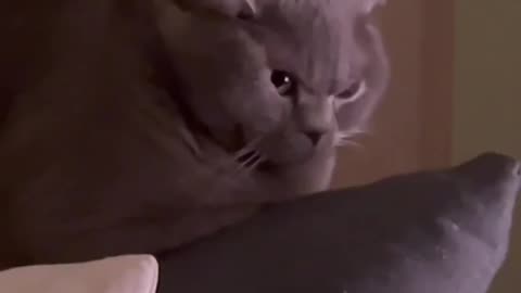 cat vs. vacuum cleaner