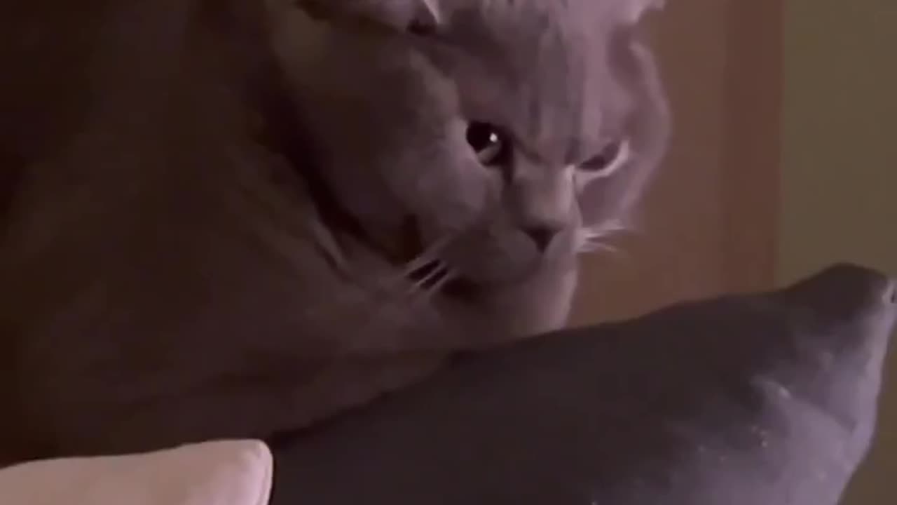 cat vs. vacuum cleaner