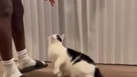 Intelligent Cat Knows All Tricks