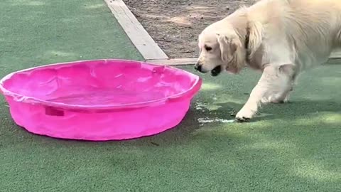 Golden Retriever makes friend with Pink ,....