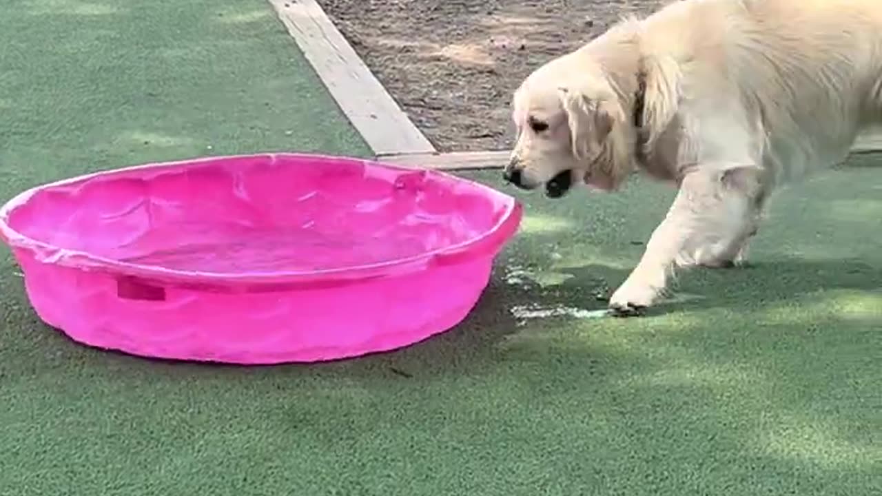 Golden Retriever makes friend with Pink ,....