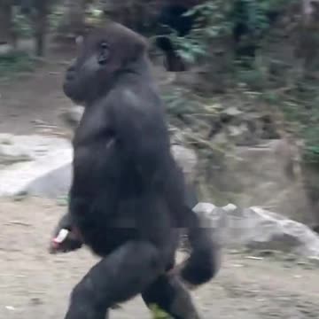 Funny Monkeys make me Happy