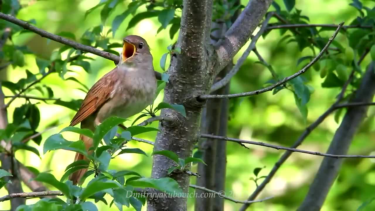 Singing nightingale. The best bird song