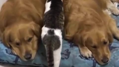 😍Cute Cats and Funny Dogs Videos Compilation 2022😍 #22