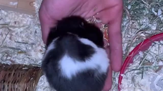 Why not keep a lark as a pet